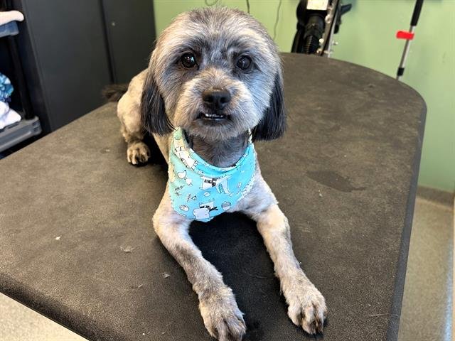 GRIFFIN - Lhasa Apso available for adoption