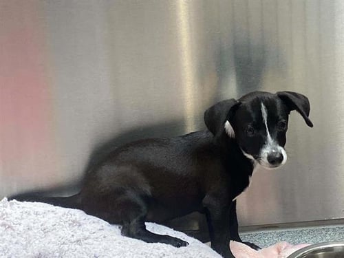 ZEPPELIN - Border Collie / Parson Russell Terrier available for adoption