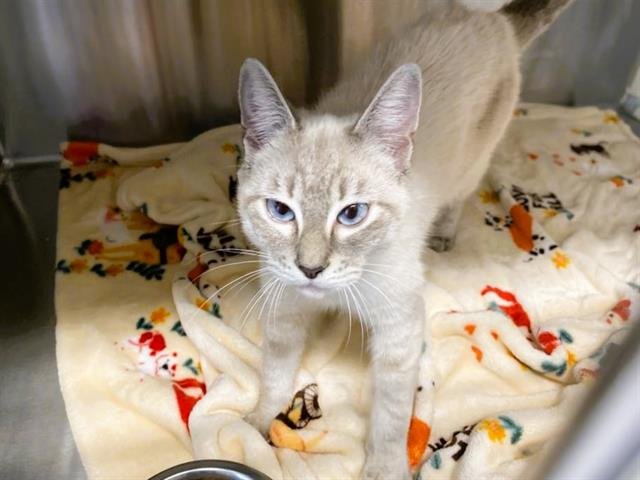 FARRAH - Siamese available for adoption