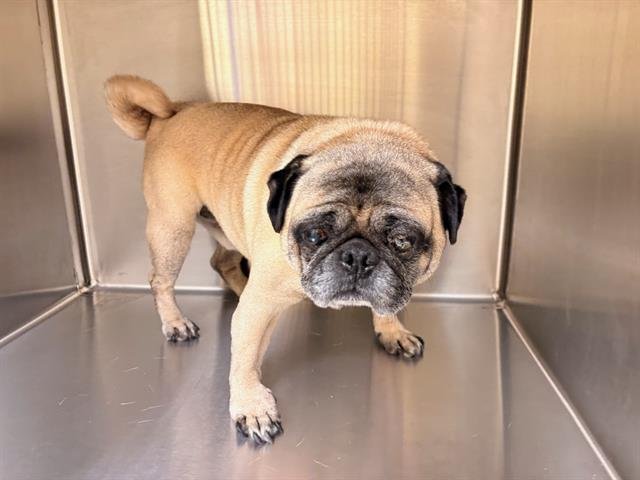 CHUNGUS - Pug available for adoption