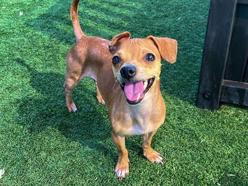 JACKIE LANTERN - Chihuahua available for adoption