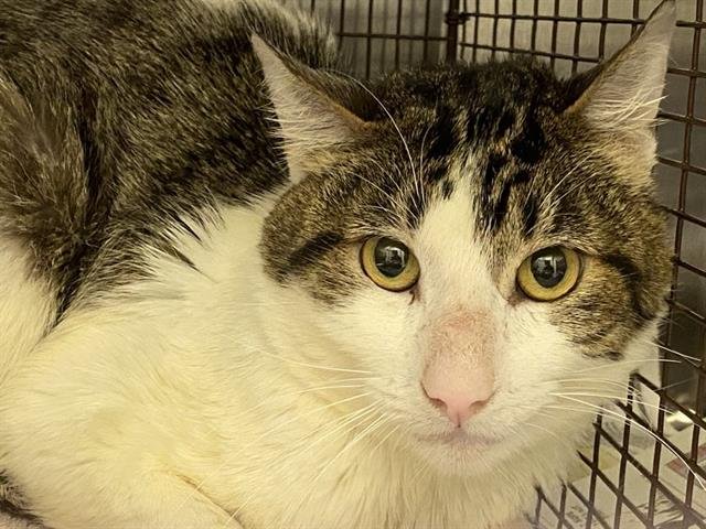 GADGET - Domestic Short Hair available for adoption