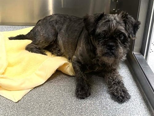 LITICIA - Shih Tzu available for adoption