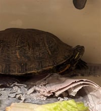 GERTIE - Photo 1