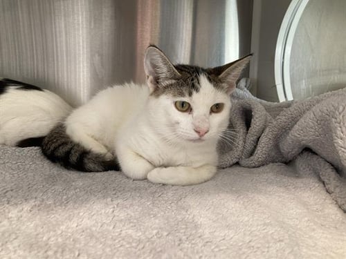 CHOUX - Domestic Short Hair available for adoption