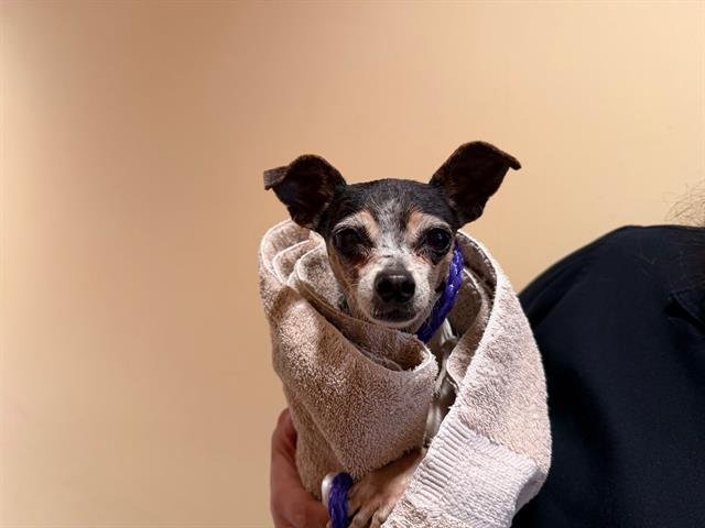 CHA-CHA - Chihuahua available for adoption