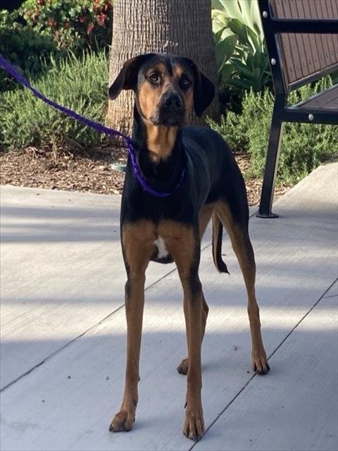 CARDI - Doberman Pinscher available for adoption