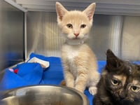 TOASTED MARSHMALLOW - Photo 1