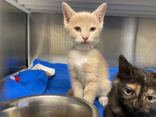 TOASTED MARSHMALLOW - Domestic Medium Hair available for adoption