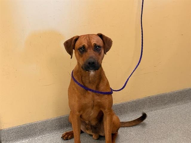 REZNOR - Boxer / Labrador Retriever available for adoption