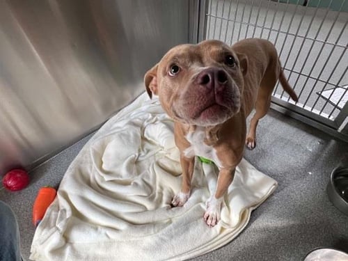 RAINA - Pit Bull Terrier available for adoption