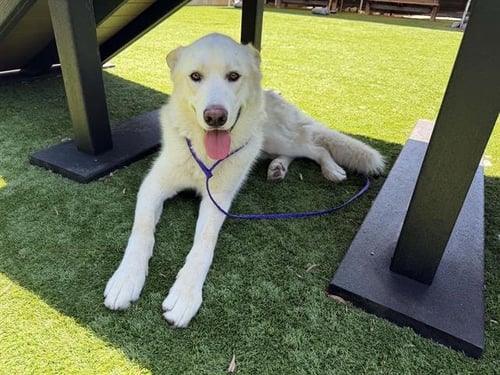 MASON - German Shepherd Dog available for adoption
