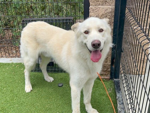MASON - German Shepherd Dog available for adoption