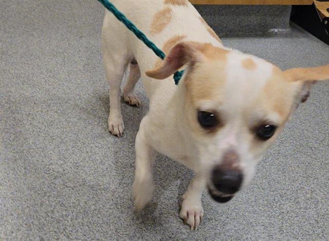 RODNEY - Chihuahua available for adoption