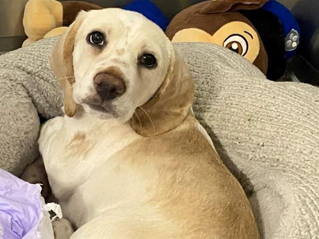 HENRY - Beagle / Basset Hound available for adoption