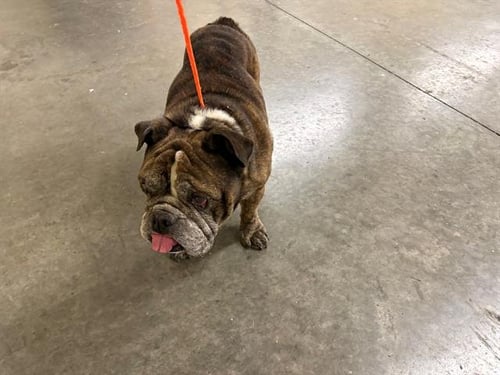PHILLY - English Bulldog available for adoption