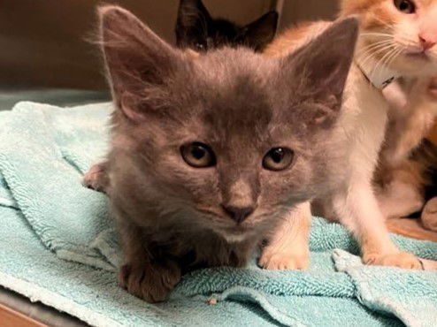 BRANDYBUCK - Domestic Short Hair available for adoption