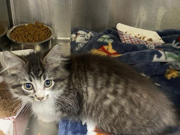 DUJOUR - Domestic Long Hair available for adoption