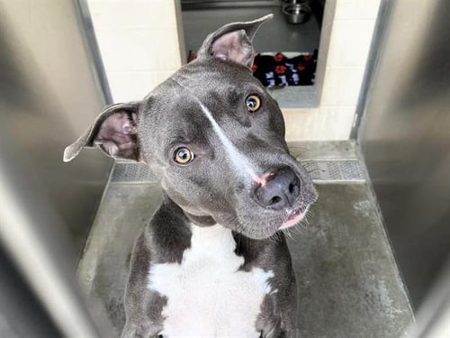 HERCULES - Pit Bull Terrier available for adoption