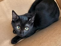 MAGIC BEAN - Photo 1