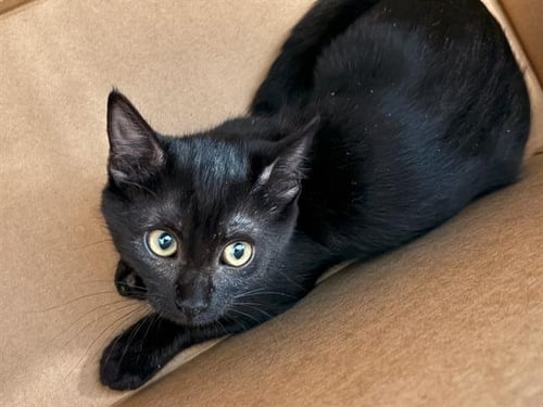 MAGIC BEAN - Domestic Short Hair available for adoption
