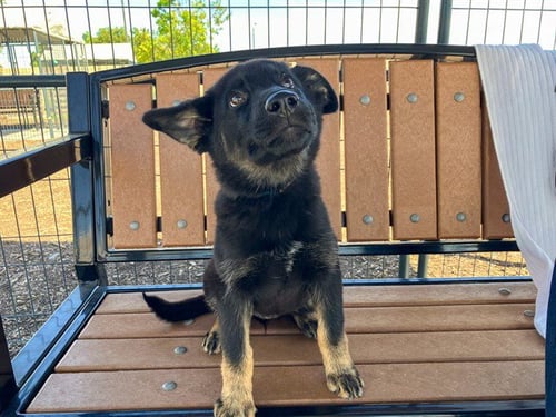 COMET - German Shepherd Dog available for adoption