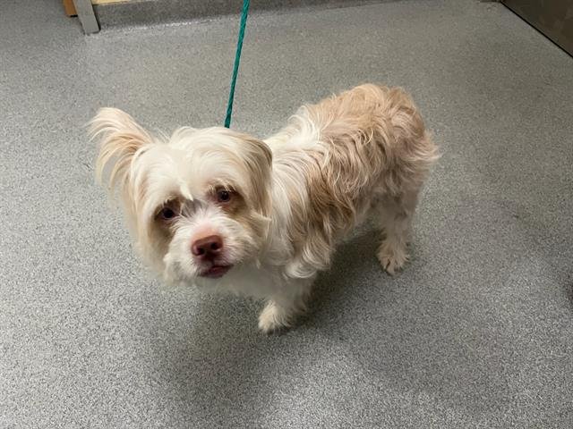 CARLA - Havanese available for adoption