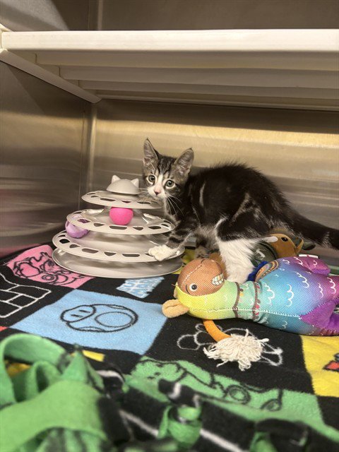 CALVIN - Domestic Short Hair available for adoption