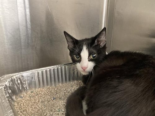 CAZUELA - Domestic Short Hair available for adoption