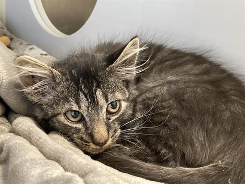HECTOR - Domestic Medium Hair available for adoption