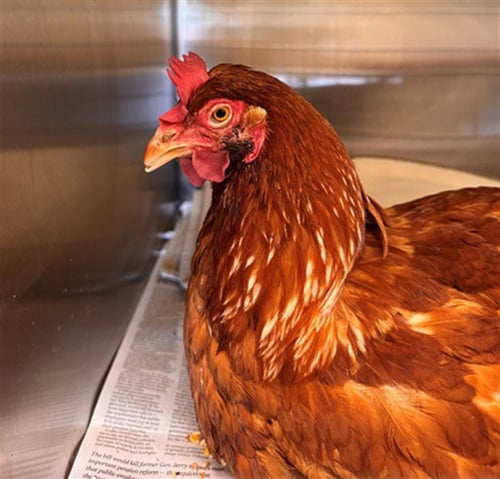 PAM - Chicken available for adoption