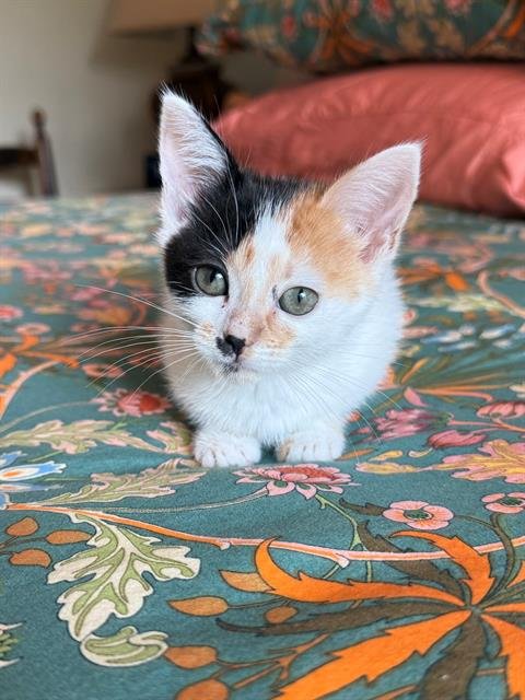 CORA - Domestic Short Hair available for adoption