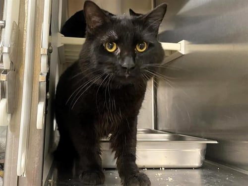 STEEL - Domestic Medium Hair available for adoption
