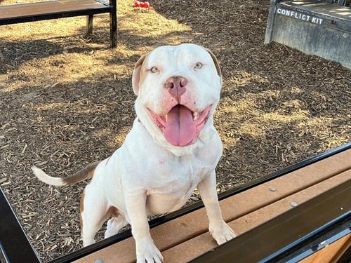 ALFREDO - American Bulldog available for adoption