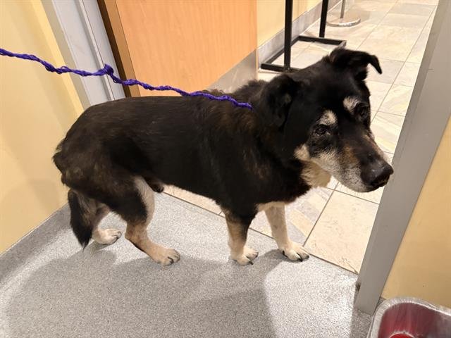 CHARLIE - German Shepherd Dog / Labrador Retriever available for adoption