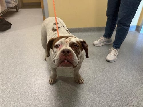 MADISON - English Bulldog / Staffordshire Bull Terrier available for adoption