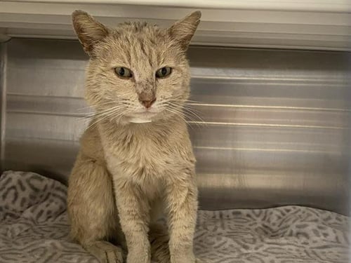 STAR-LORD - Domestic Short Hair available for adoption