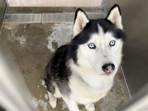 SENSEI - Siberian Husky available for adoption