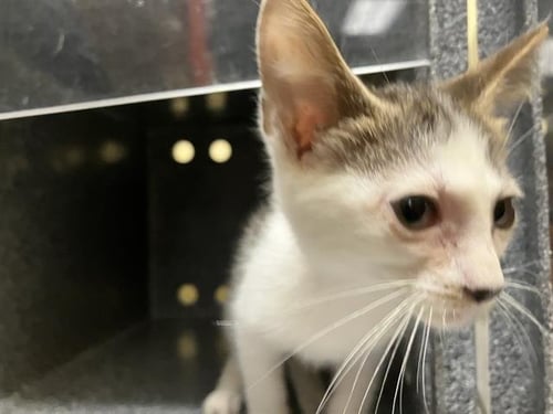 HANNAH - Domestic Short Hair available for adoption
