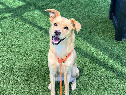 BELLA - Jindo (Korean) available for adoption
