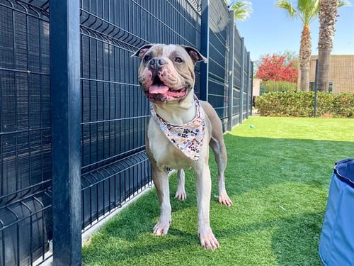 CUCUMBER - Pit Bull Terrier available for adoption