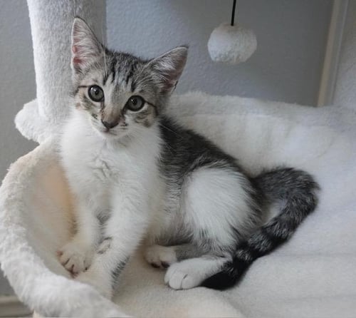 EMMA - Domestic Short Hair available for adoption