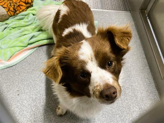BRADLEY - Pomeranian / Dachshund available for adoption