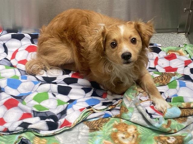 VELCRO - Chihuahua / Cocker Spaniel available for adoption