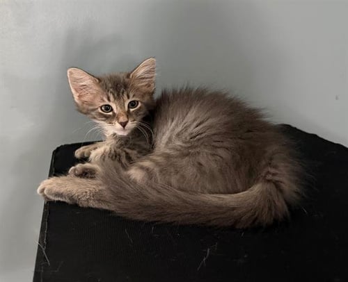 TIARA - Domestic Short Hair available for adoption