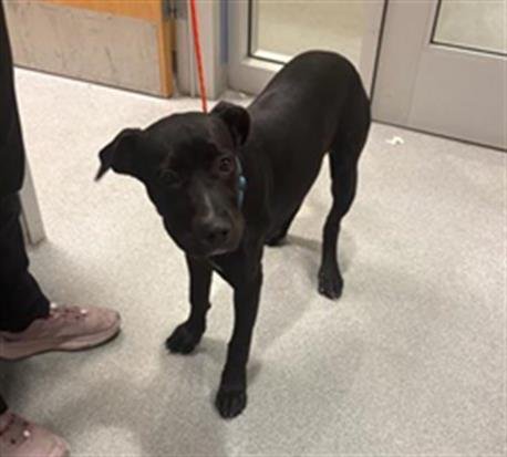 JENNY - Labrador Retriever available for adoption