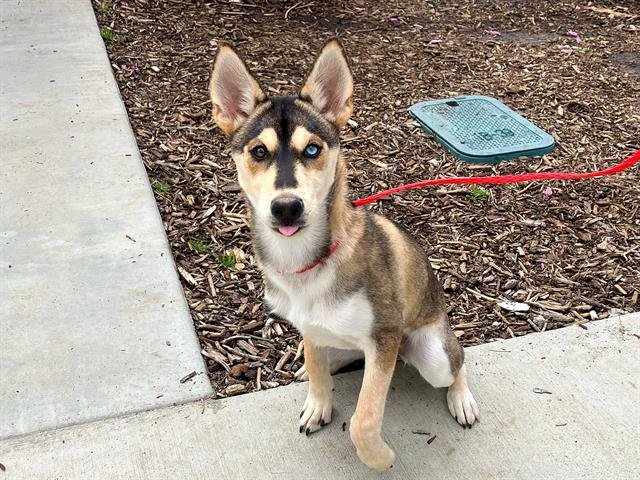 GABBY - Siberian Husky / German Shepherd Dog available for adoption