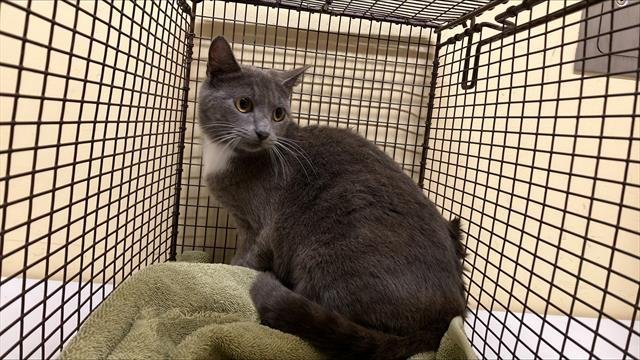 PENNYLANE - Domestic Short Hair available for adoption