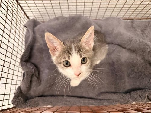 SECRET AGENT - Domestic Short Hair available for adoption