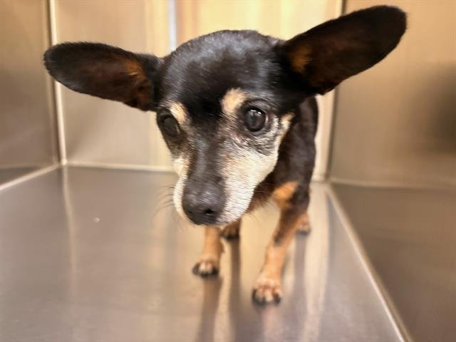 TWINKLE - Miniature Pinscher available for adoption